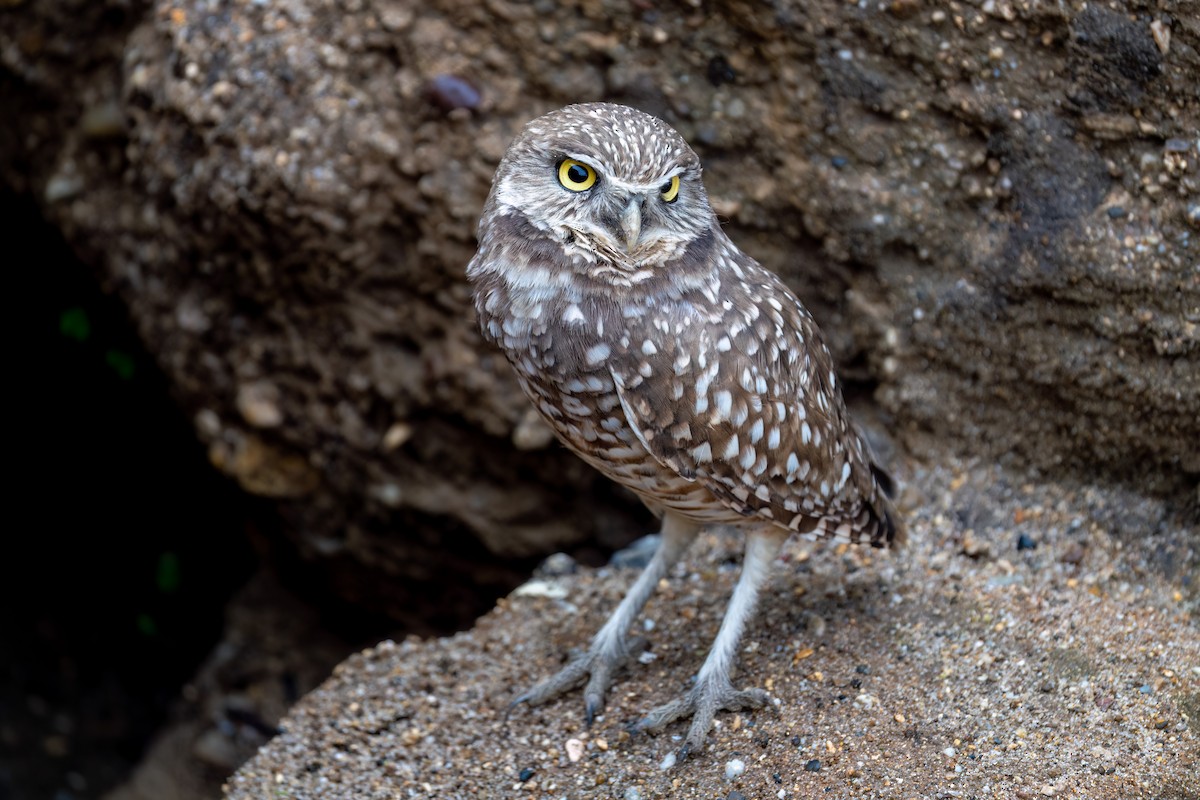 Kaninchenkauz - ML645310676