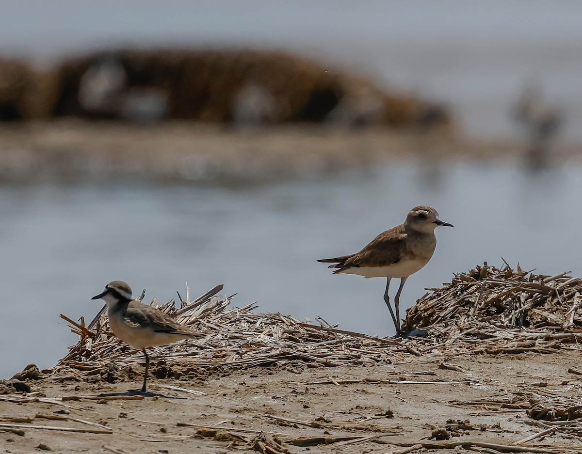 Caspian Plover - ML645310690