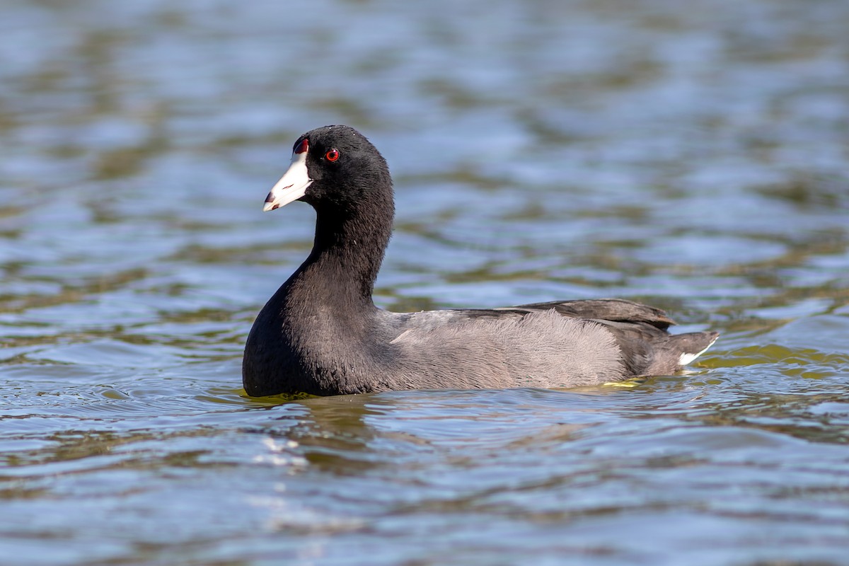 אגמית אמריקנית - ML645310691