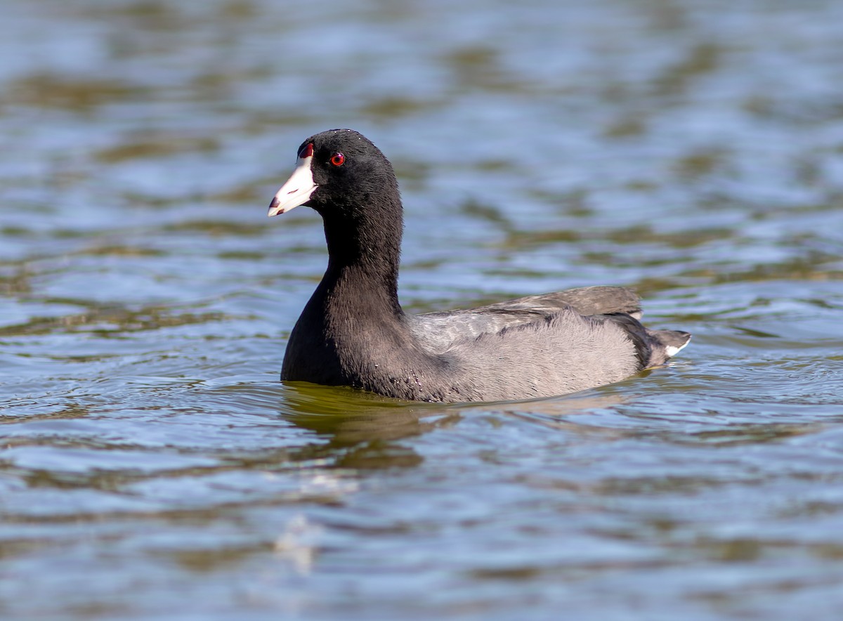 אגמית אמריקנית - ML645310692