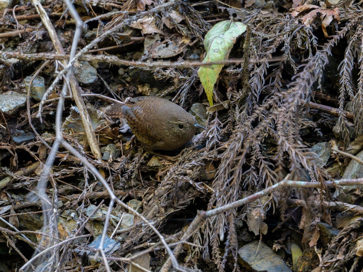 鷦鷯 - ML645310694