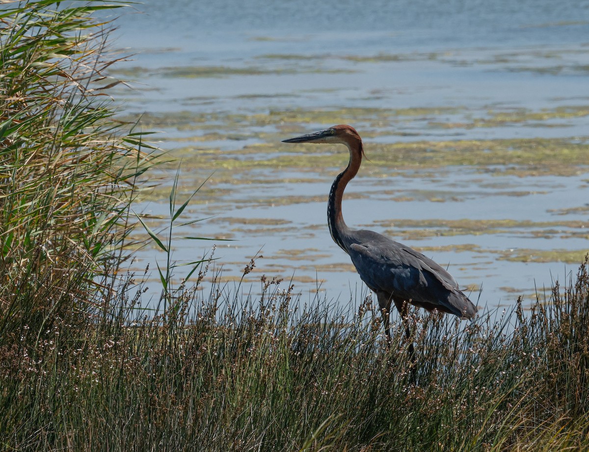 Goliath Heron - ML645310701