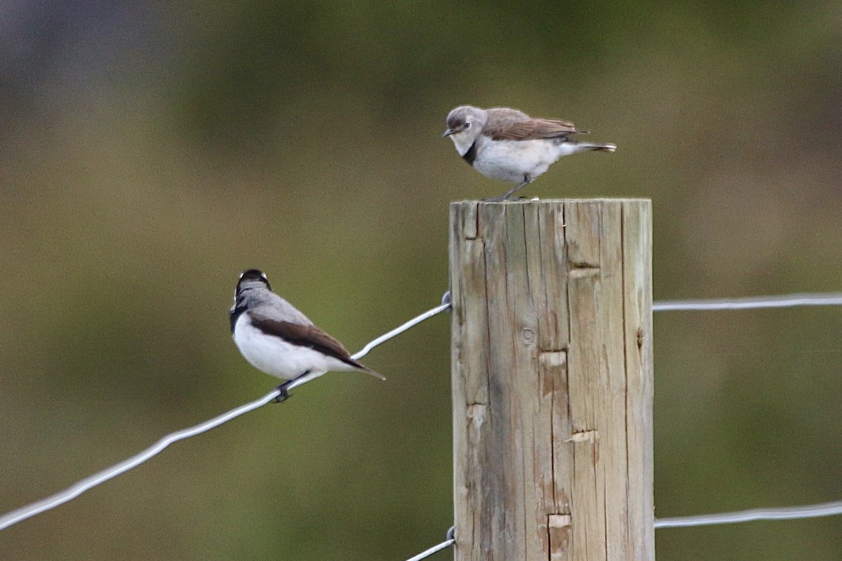 White-fronted Chat - ML645310719