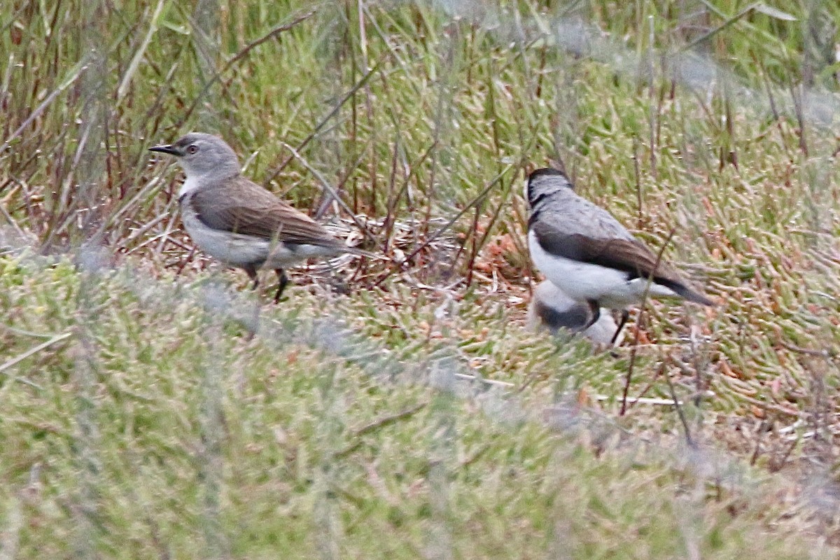 White-fronted Chat - ML645310720