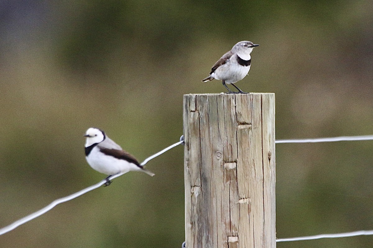 White-fronted Chat - ML645310722