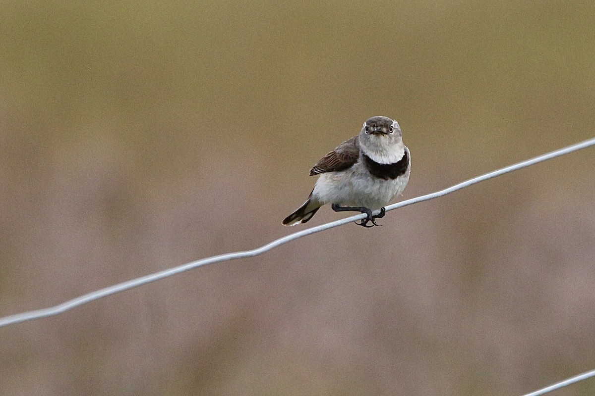 White-fronted Chat - ML645310724