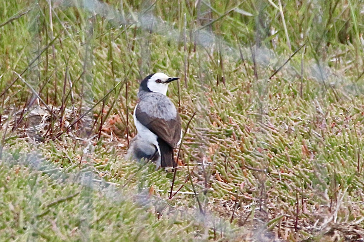 White-fronted Chat - ML645310727