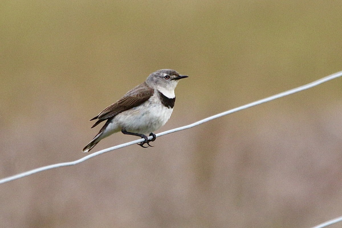 White-fronted Chat - ML645310728