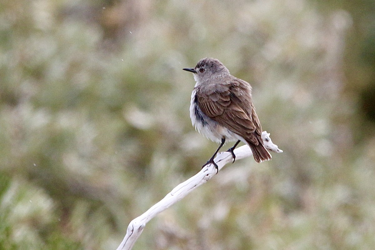 White-fronted Chat - ML645310729