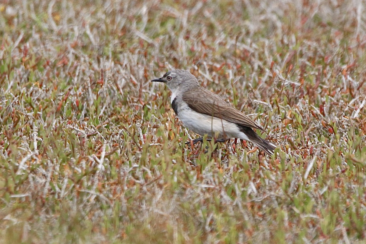 White-fronted Chat - ML645310730