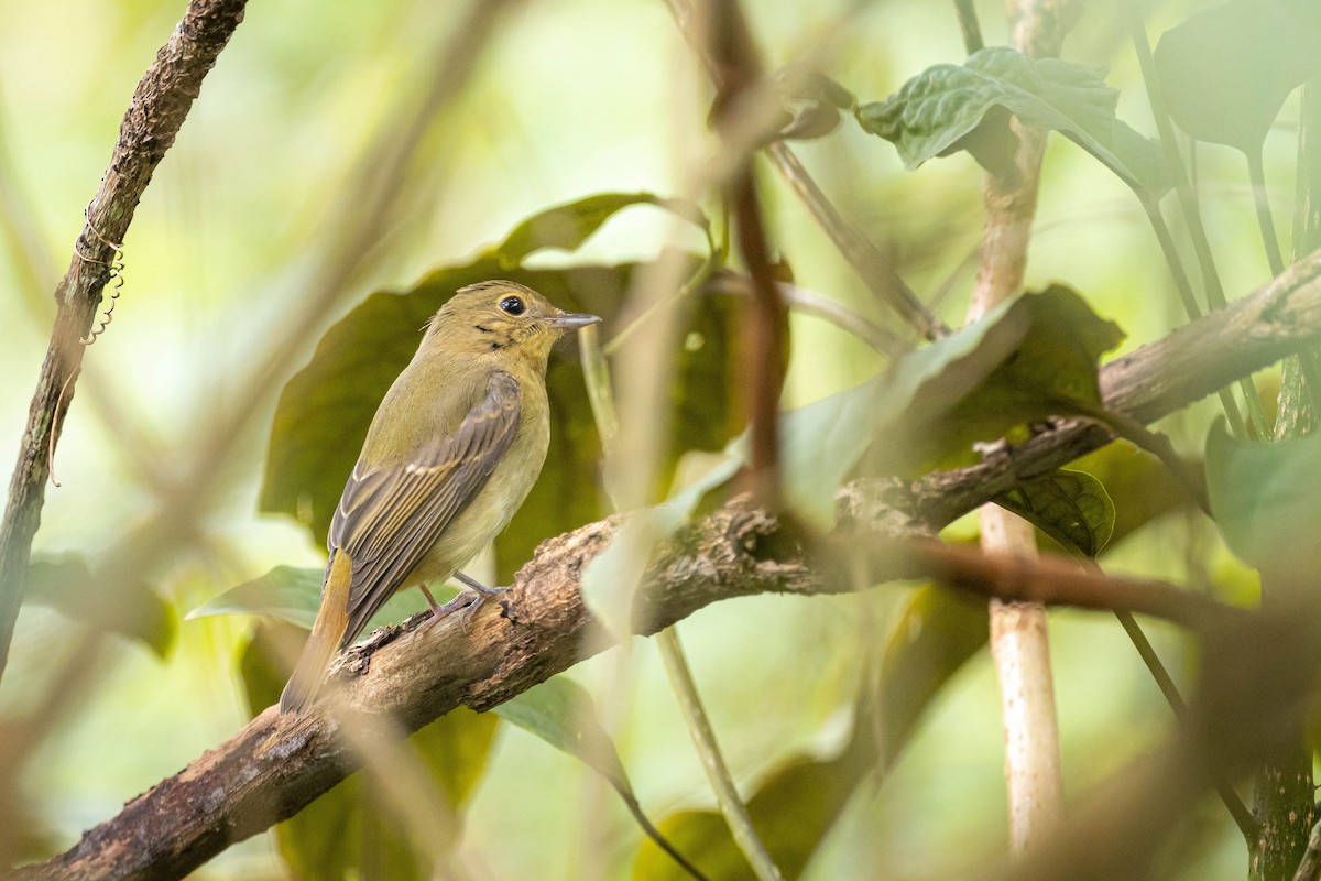 Narzissenschnäpper - ML645310740