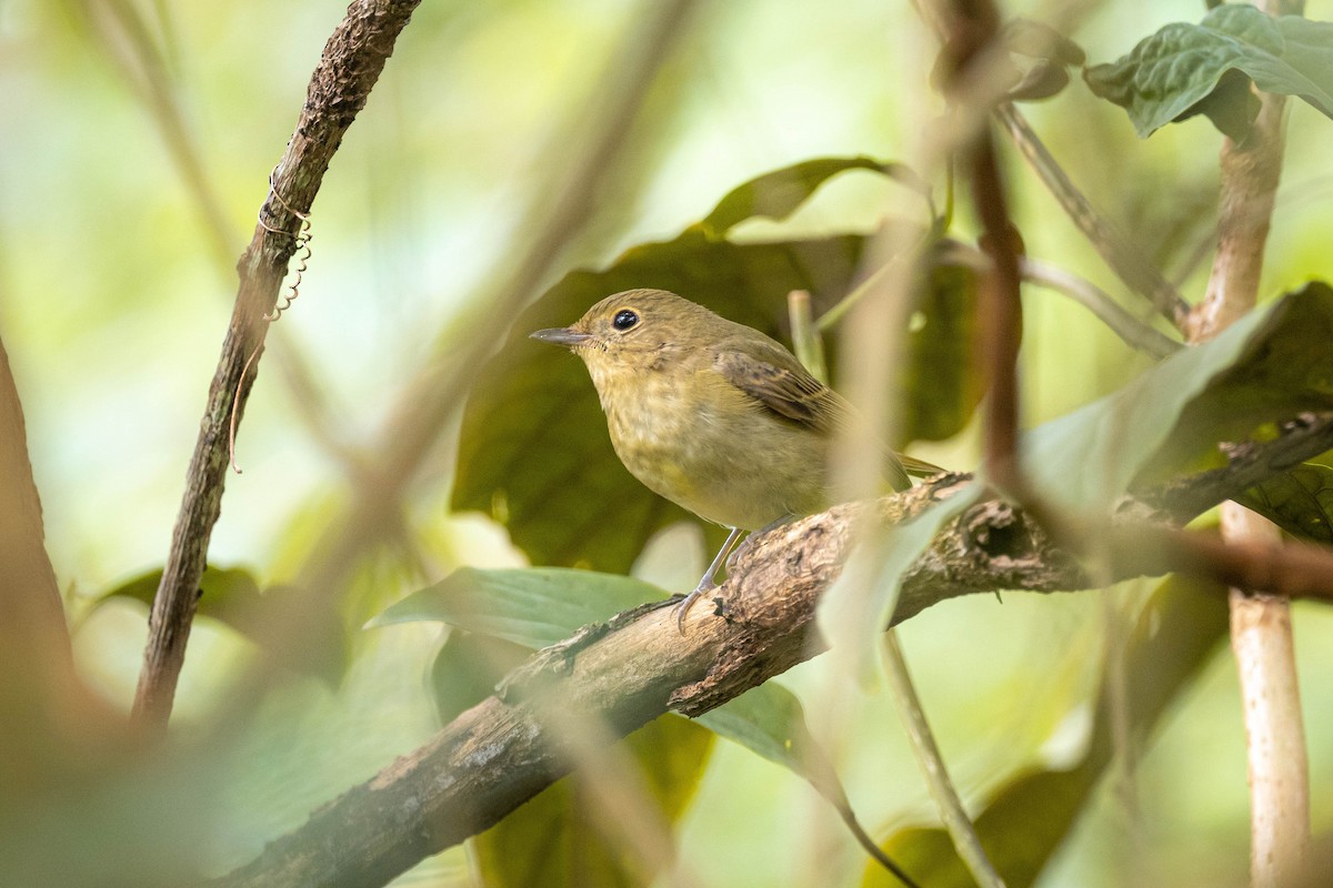 Narzissenschnäpper - ML645310741