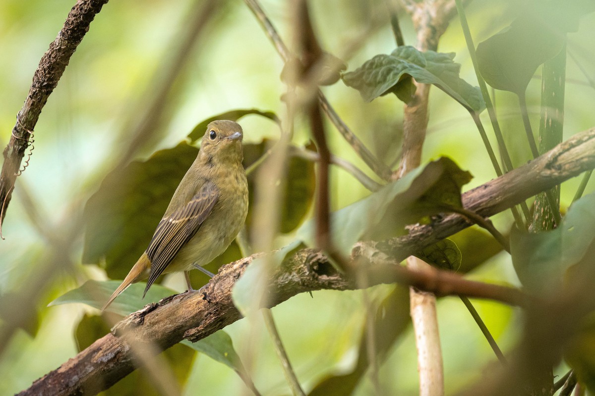 Narzissenschnäpper - ML645310742