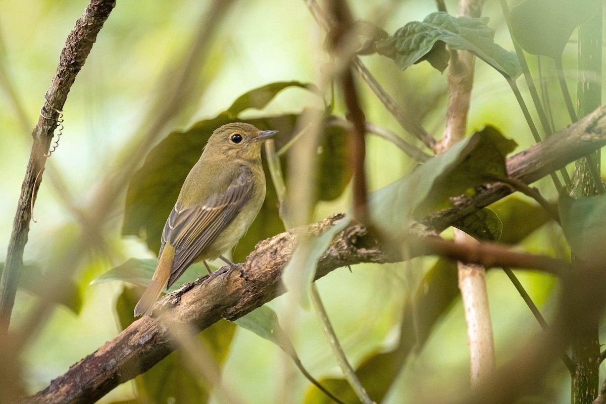 Narzissenschnäpper - ML645310743