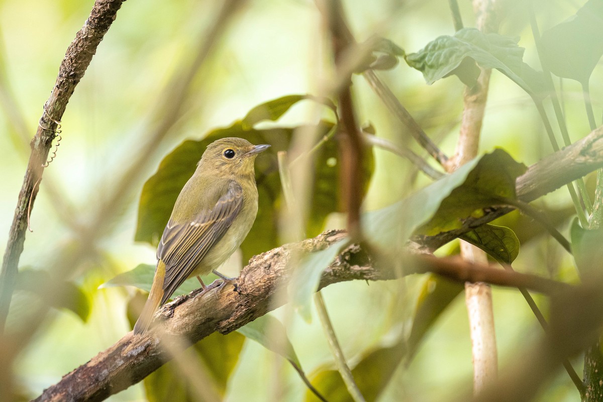 Narzissenschnäpper - ML645310744