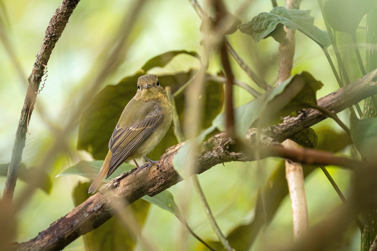 Narzissenschnäpper - ML645310745