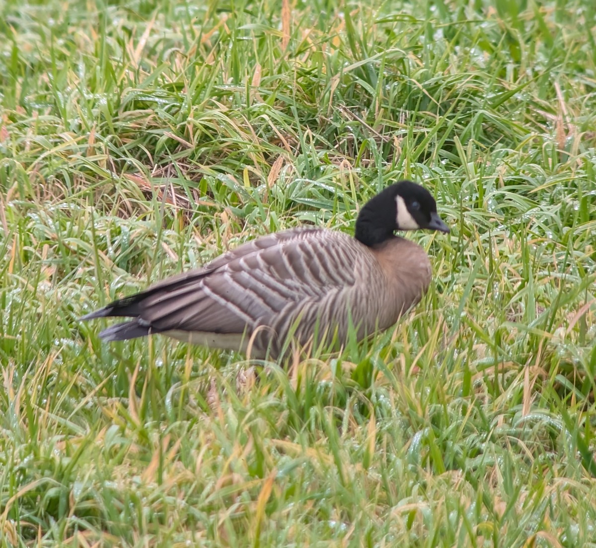 Cackling Goose (minima) - ML645310746