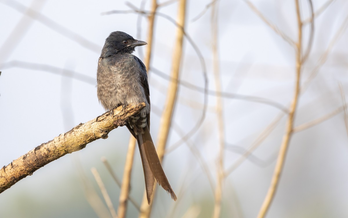 Black Drongo - ML645310754