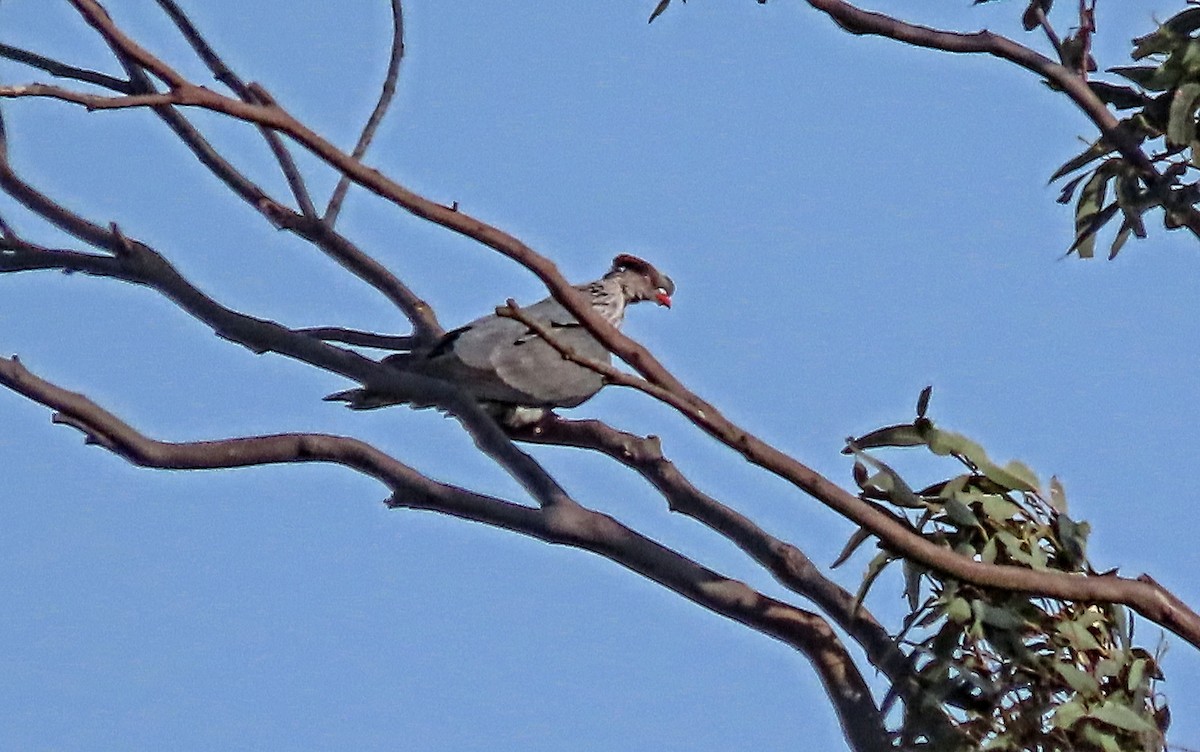 Topknot Pigeon - ML645310797