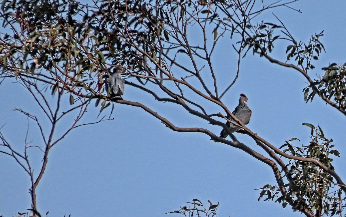 Topknot Pigeon - ML645310798