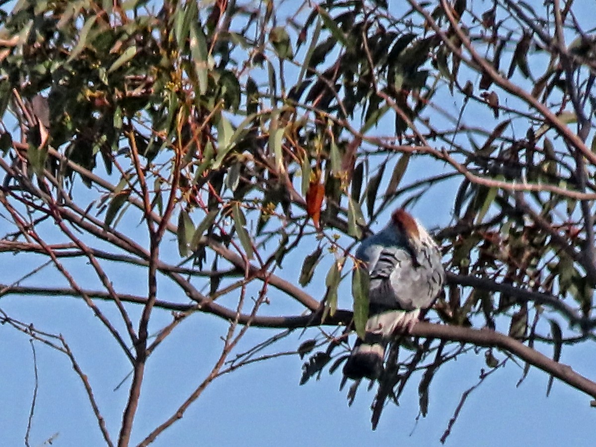 Topknot Pigeon - ML645310799