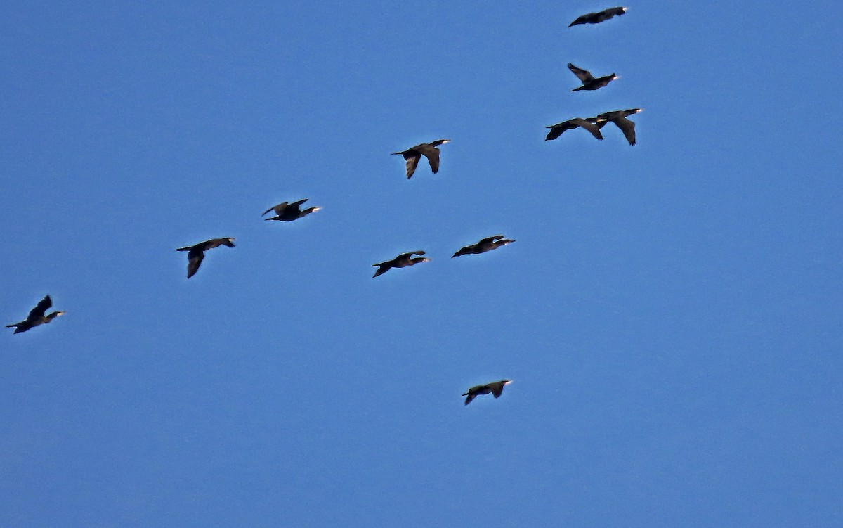 Great Cormorant - ML645310805