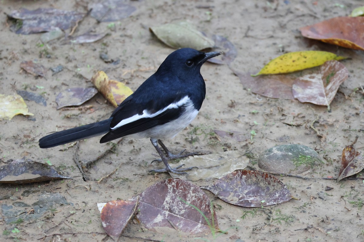 Oriental Magpie-Robin - ML645310806