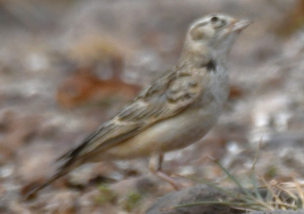 Mongolian Short-toed Lark - ML645310807