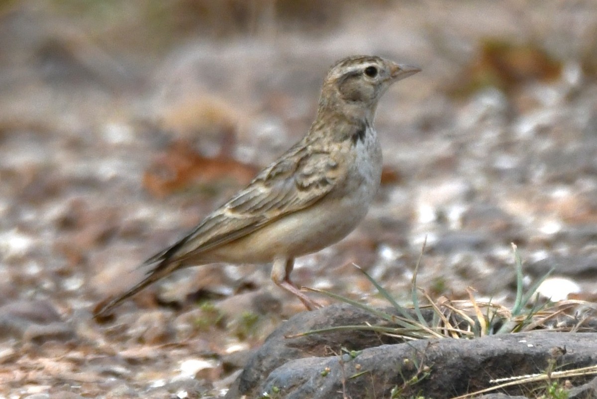Mongolian Short-toed Lark - ML645310808