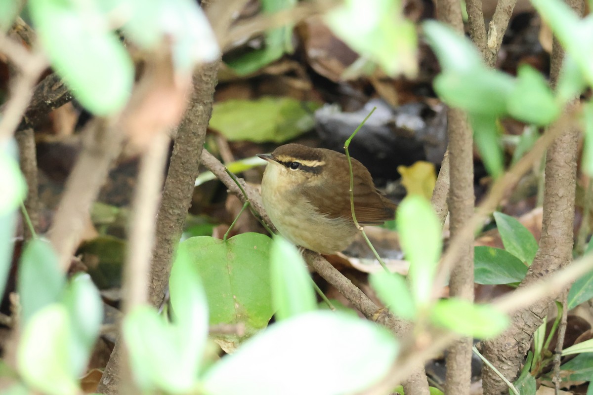 Asian Stubtail - ML645310809