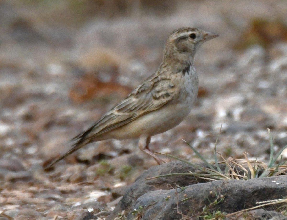 Mongolian Short-toed Lark - ML645310812