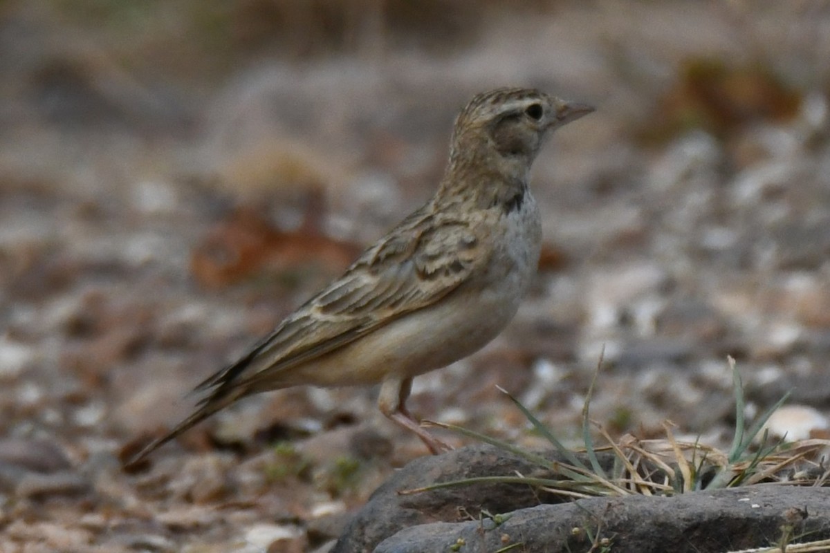 Mongolian Short-toed Lark - ML645310814
