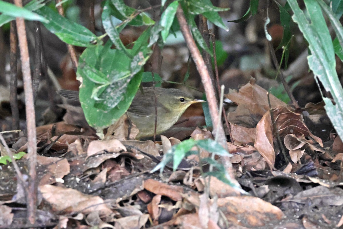 Middendorff's Grasshopper Warbler - ML645310815