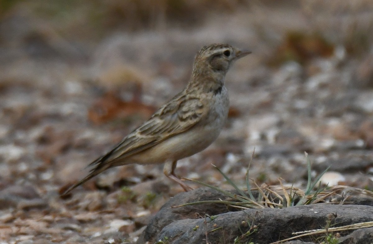 Mongolian Short-toed Lark - ML645310816