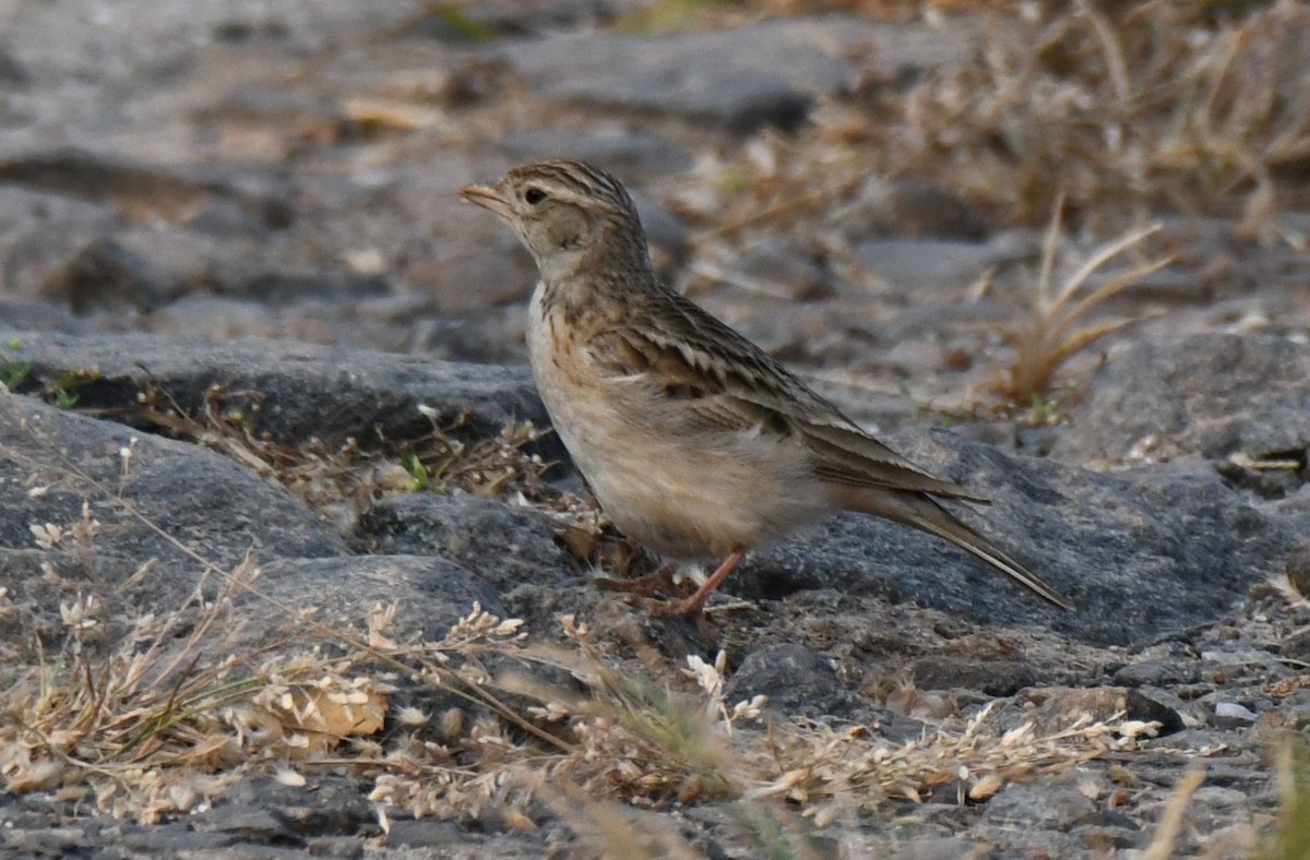 Mongolian Short-toed Lark - ML645310818