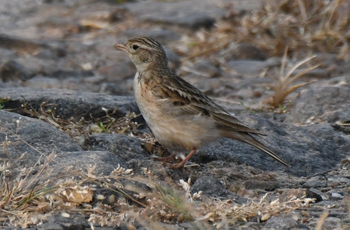 Mongolian Short-toed Lark - ML645310821
