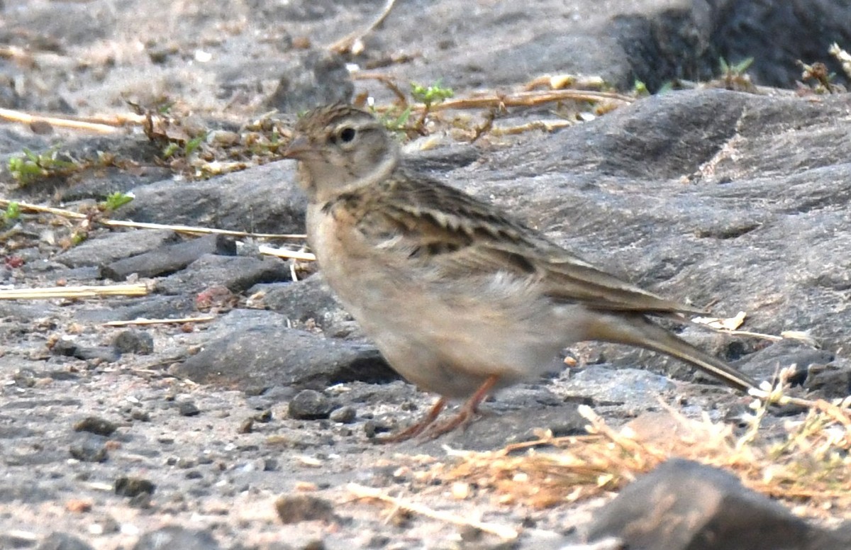 Mongolian Short-toed Lark - ML645310851