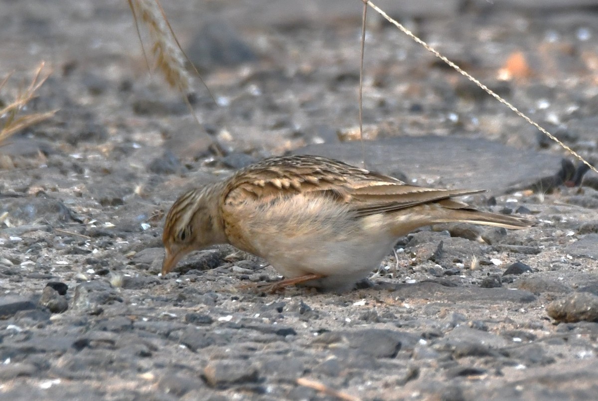 Mongolian Short-toed Lark - ML645310854
