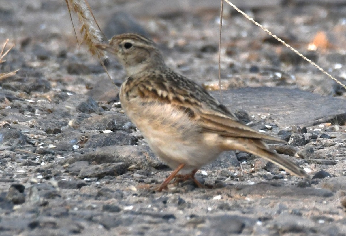 Mongolian Short-toed Lark - ML645310855