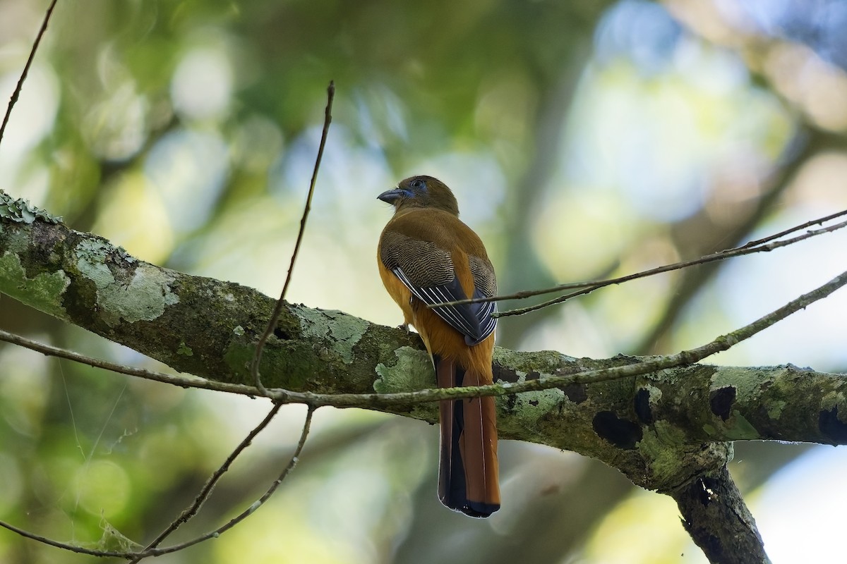 Malabar Trogon - ML645310871