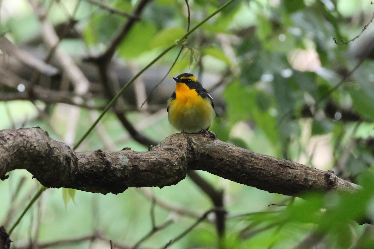 Narzissenschnäpper - ML645310884