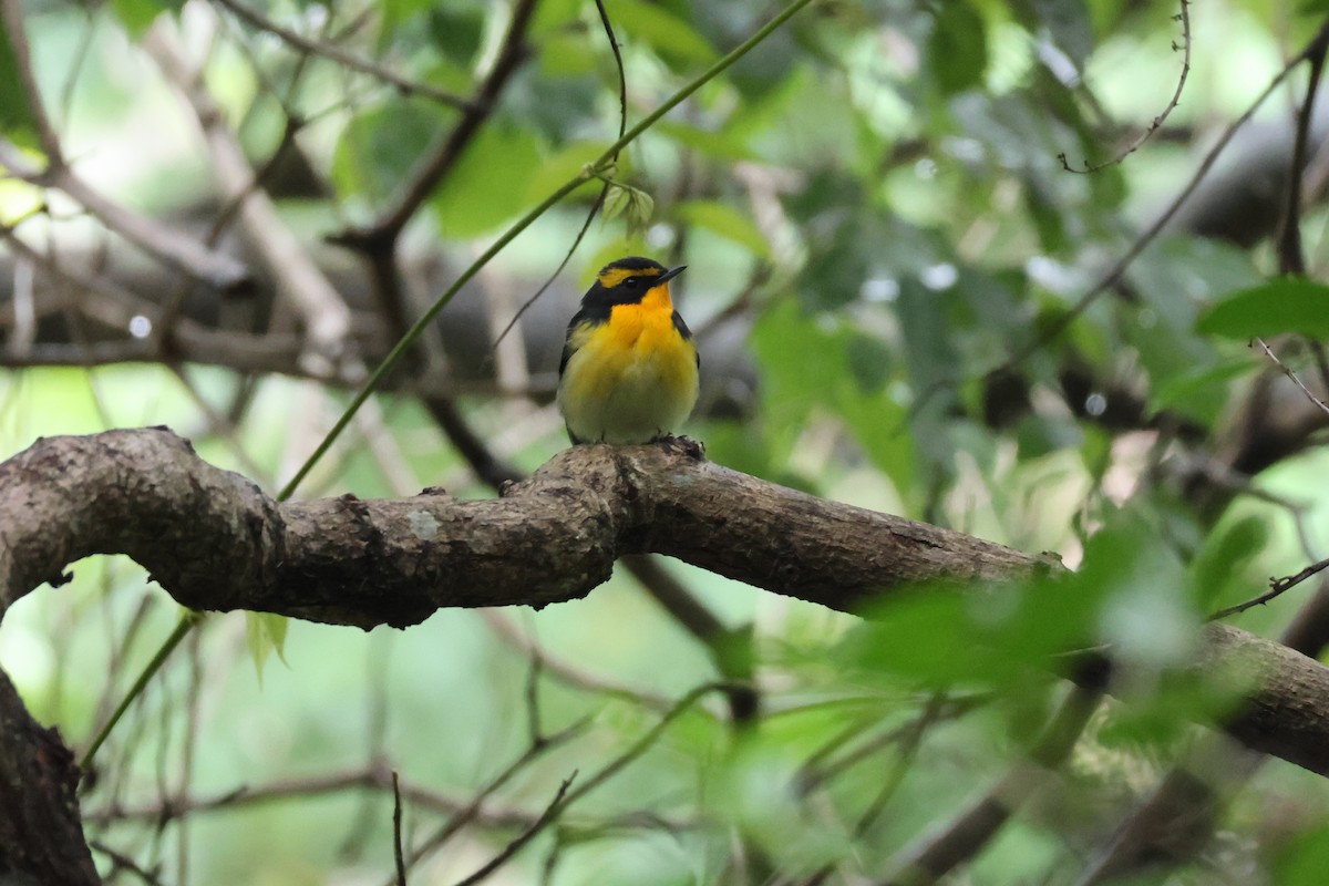 Narzissenschnäpper - ML645310885