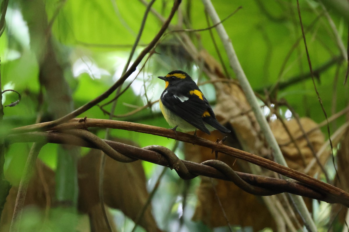 Narzissenschnäpper - ML645310886