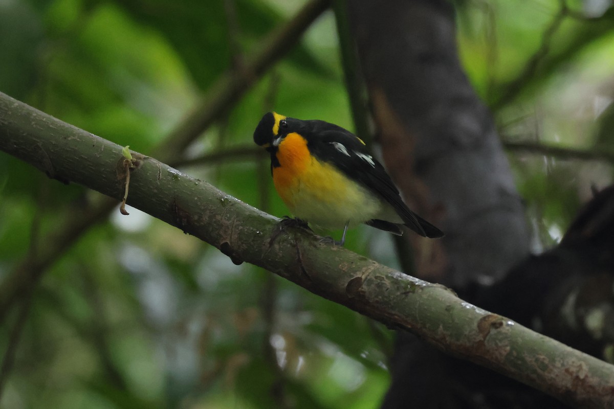 Narzissenschnäpper - ML645310887