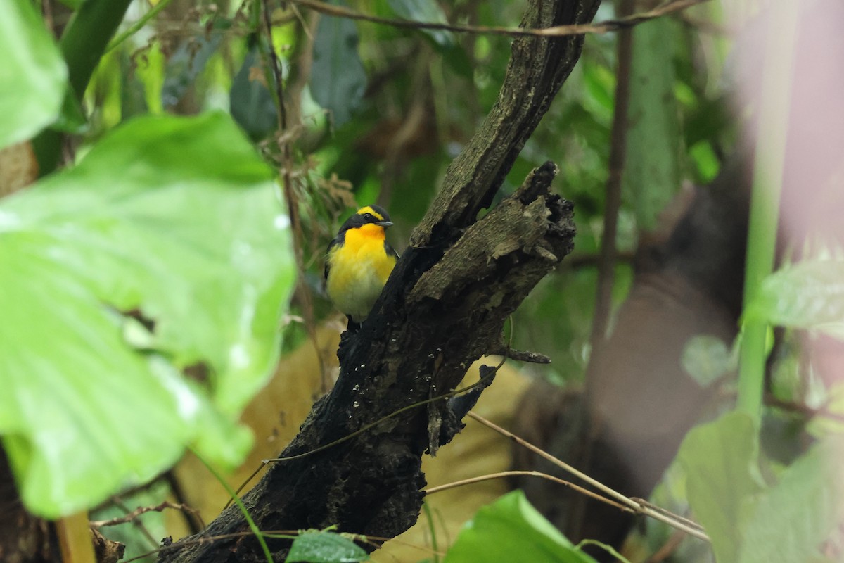 Narzissenschnäpper - ML645310888