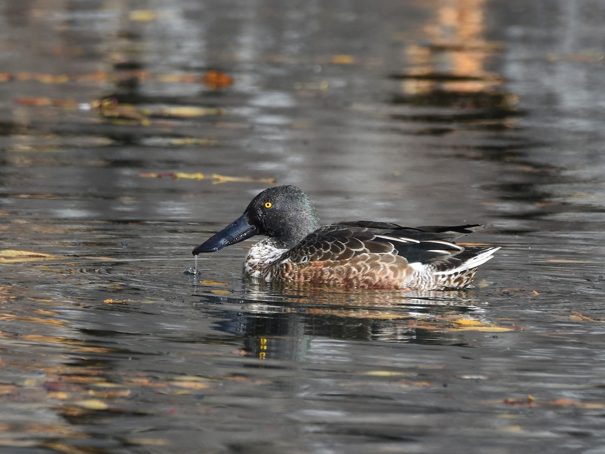 琵嘴鴨 - ML645310899