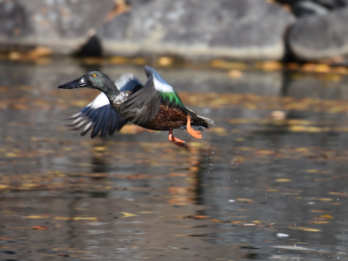 琵嘴鴨 - ML645310900