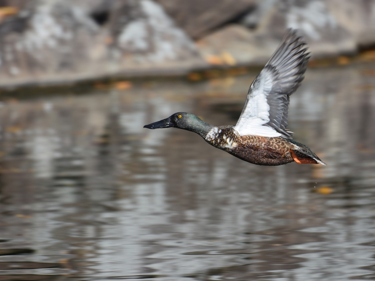 琵嘴鴨 - ML645310901