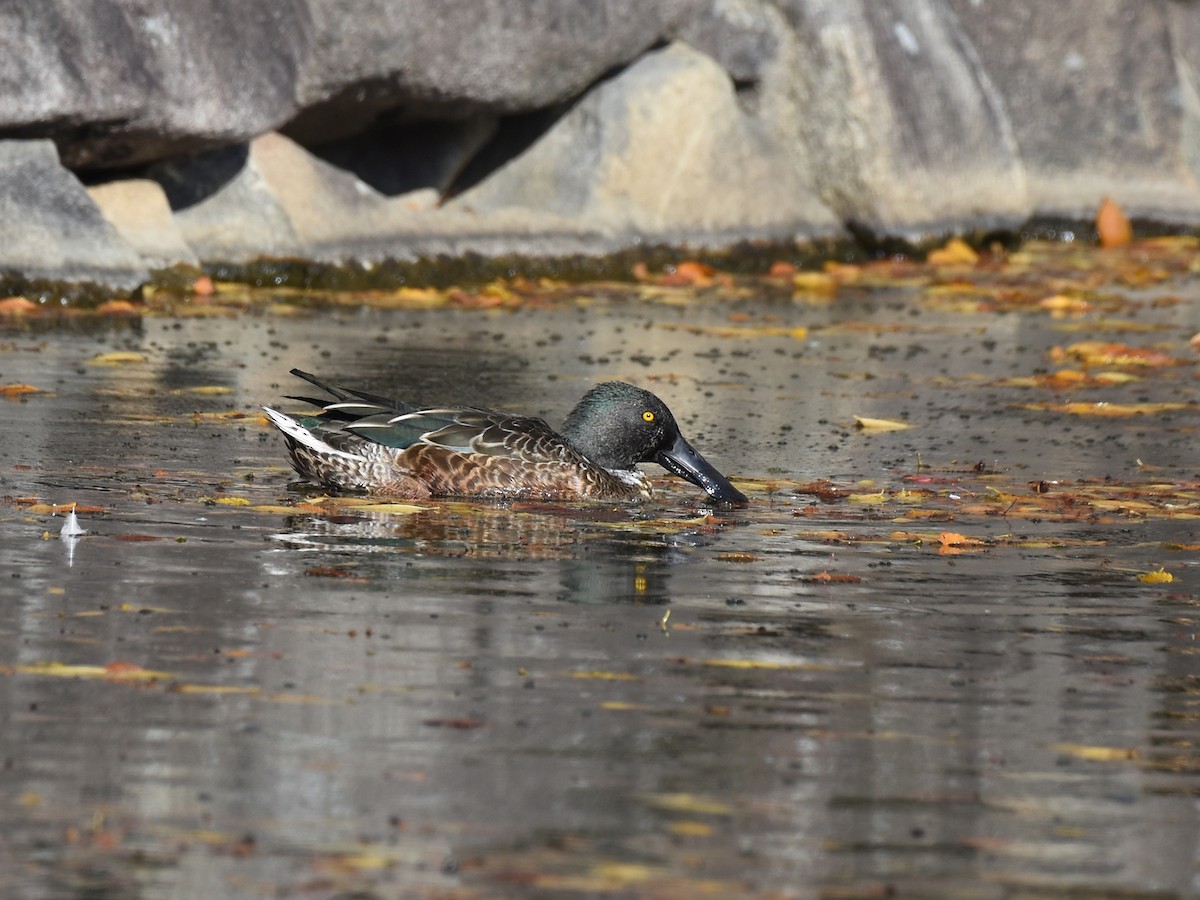 琵嘴鴨 - ML645310902