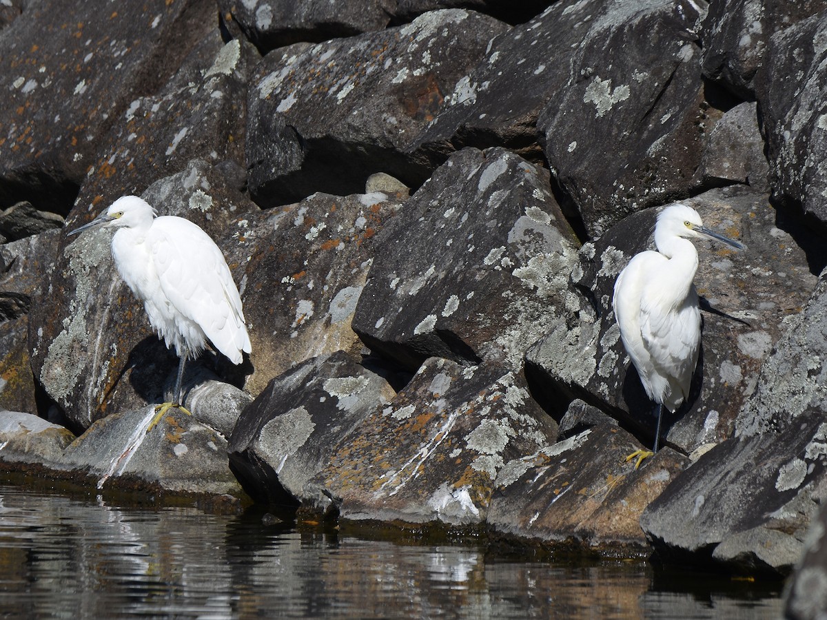 小白鷺 - ML645310904